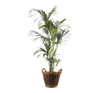 Kentia palm 1,8 m Kentia palm 1,8 m